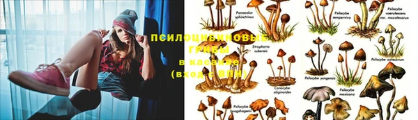 ПСИЛОЦИБИНОВЫЕ ГРИБЫ Белоозёрский